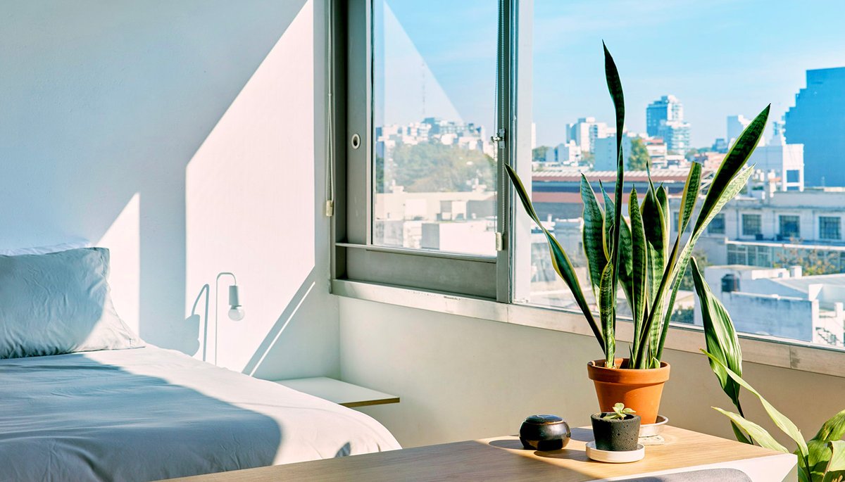 Chambre lumineuse avec grande fenêtre, plante verte et vue sur la ville