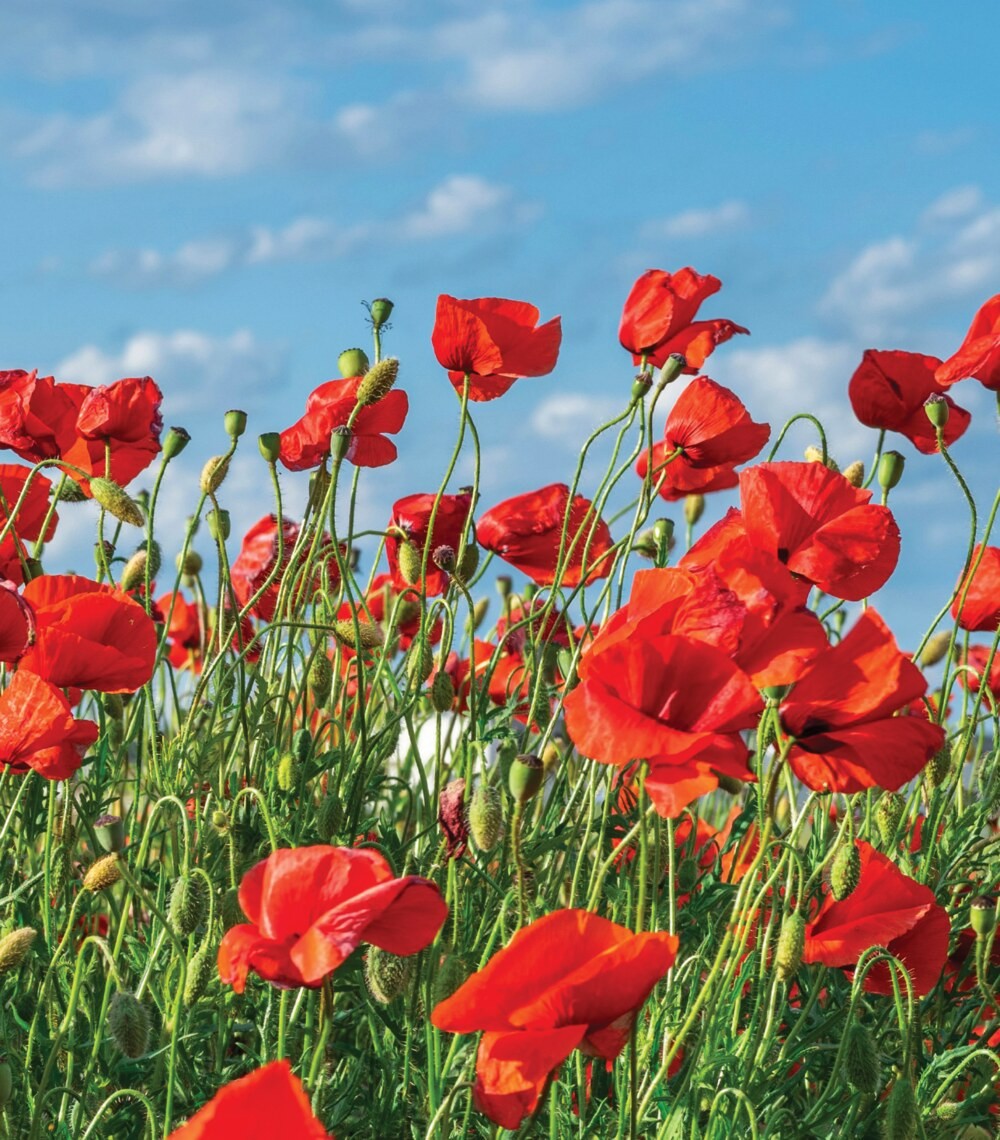 Champ de coquelicots rouges