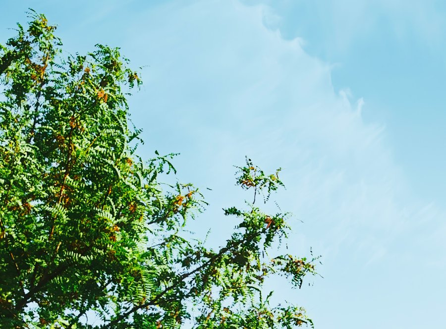 Branches d'arbre verdoyantes contre un ciel clair